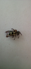 Astylus atromaculatus