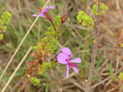 Pelargonium crispum