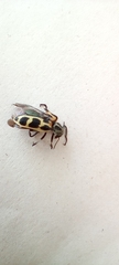 Astylus atromaculatus