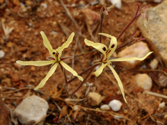 Pelargonium fergusoniae