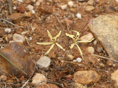 Pelargonium fergusoniae