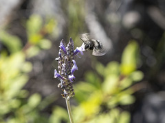 Anthophora alluaudi