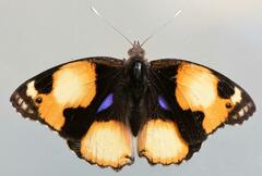 Junonia hierta cebrene