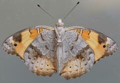 Junonia hierta cebrene