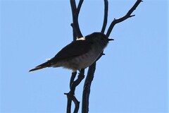 Chrysococcyx basalis