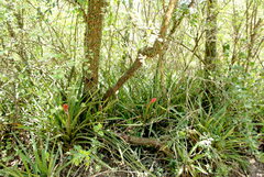 Aechmea distichantha