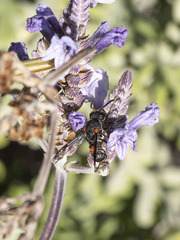 Leptochilus cruentatus