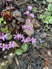 Cyclamen coum