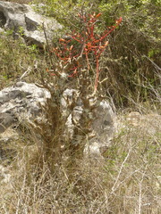 Tylecodon paniculatus