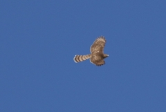Accipiter cooperii