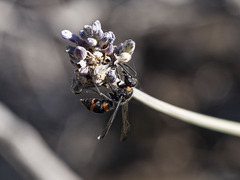 Ancistrocerus haematodes