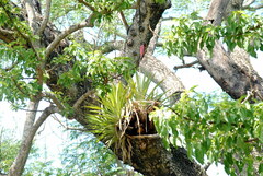 Aechmea distichantha
