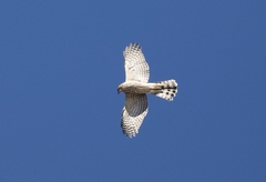 Accipiter cooperii
