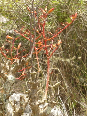 Tylecodon paniculatus