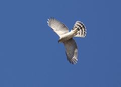 Accipiter cooperii