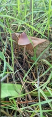 Mycena seynii