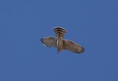 Accipiter cooperii
