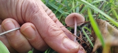Mycena seynii