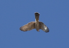 Accipiter cooperii