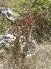 Tylecodon paniculatus