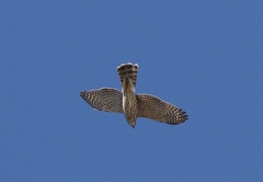 Accipiter cooperii