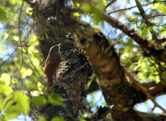 Sittasomus griseicapillus