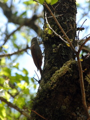 Sittasomus griseicapillus