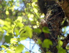 Sittasomus griseicapillus