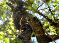 Sittasomus griseicapillus