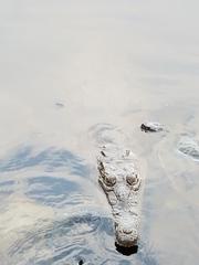 Crocodylia