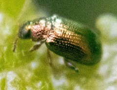 Crepidodera fulvicornis