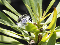 Lasioglossum viride