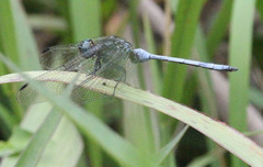 Orthetrum julia