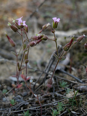 Cerastium ramosissimum