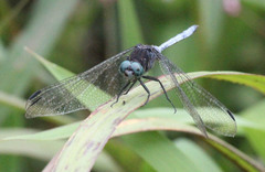 Orthetrum julia