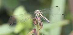 Trithemis stictica