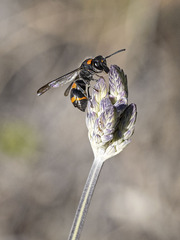 Ancistrocerus haematodes