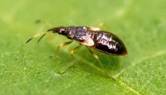 Anthocoris nemorum