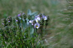 Euphrasia collina diversicolor