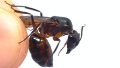 Camponotus etiolipes