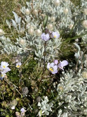 Euphrasia collina diversicolor