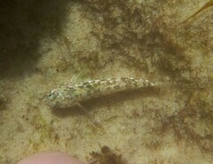 Bathygobius cocosensis