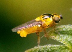 Thaumatomyia notata