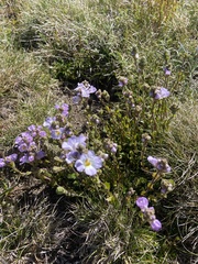 Euphrasia collina diversicolor
