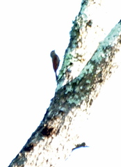 Sittasomus griseicapillus