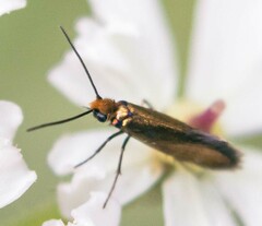 Micropterix calthella