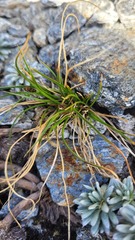 Carex cephalotes