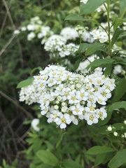 Spiraea