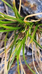 Carex cephalotes
