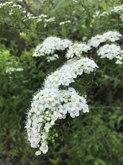 Spiraea
